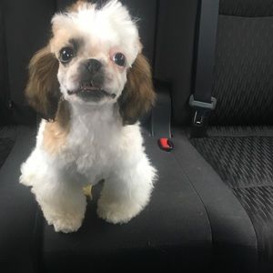 Meet your Posher, Lamanda